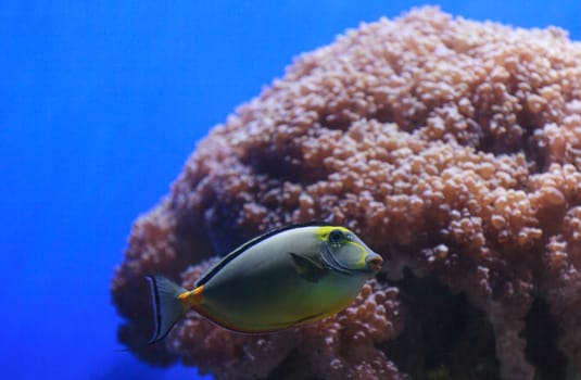 Naso tang fish, Naso lituratus, is found in the Indian and Pacific Ocean