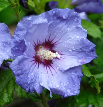 Beautiful florals from the garden.