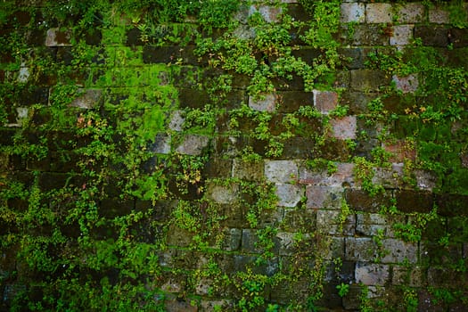 Old gray stone wall with green moss texture background close up