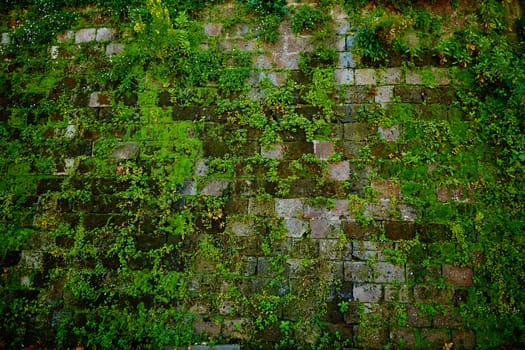 Old gray stone wall with green moss texture background close up