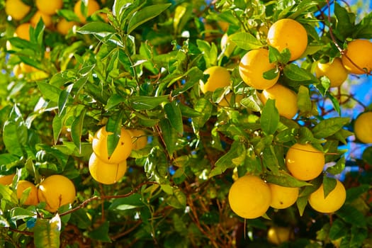 The organic orange tree. Orange Park. Shallow dof