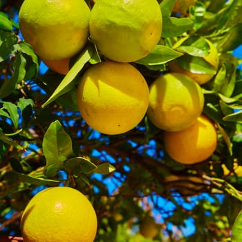 The organic orange tree. Orange Park. Shallow dof