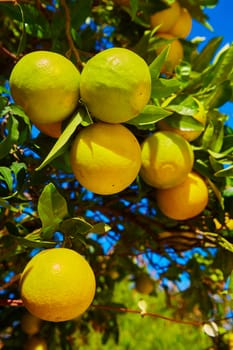 The organic orange tree. Orange Park. Shallow dof