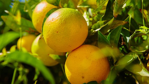 The organic orange tree. Orange Park. Shallow dof