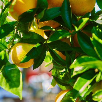 The organic orange tree. Orange Park. Shallow dof