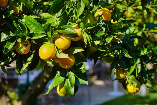 The organic orange tree. Orange Park. Shallow dof
