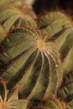 Large, round Notocactus magnificus background in the desert