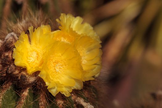 Yellow cactus flower on Notocactus warasii blooms in a desert in Brazil