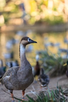 Orinoco goose, Neochen jubata, bird is found in the Amazon basin near a pond in nature.