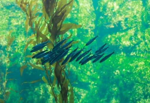 Pacific sardine fish, Ardinops sagax, school together in a kelp forest ocean saltwater aquarium