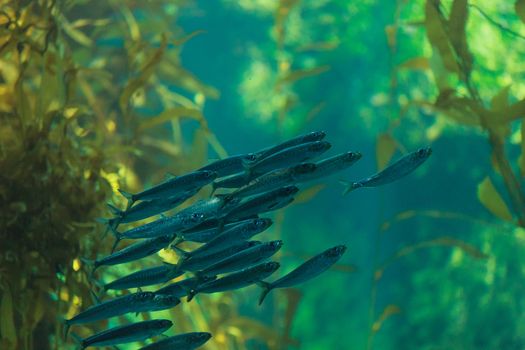 Pacific sardine fish, Ardinops sagax, school together in a kelp forest ocean saltwater aquarium