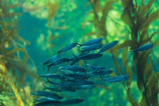 Pacific sardine fish, Ardinops sagax, school together in a kelp forest ocean saltwater aquarium