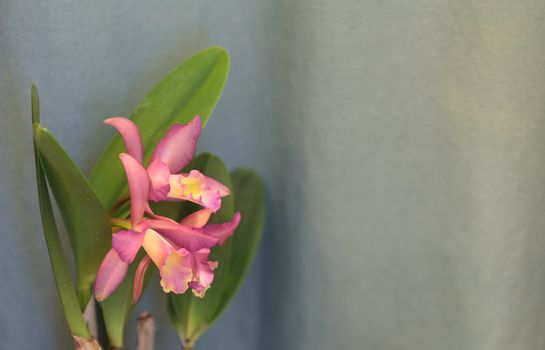 Cattleya orchid flower blooms in summer in Hawaii in a botanical garden