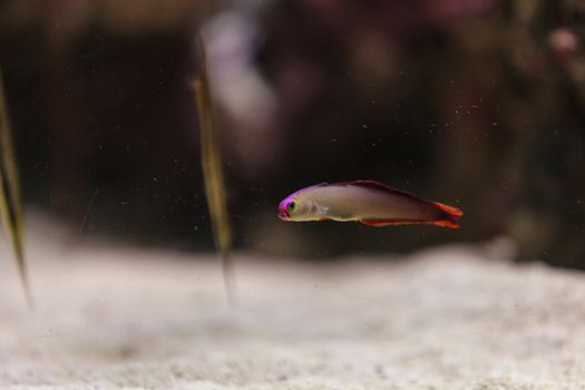 Purple cap firefish, Nemateleotris decora, darts through the saltwater on a tropical reef in the ocean. These colorful fish are purple and white with red.