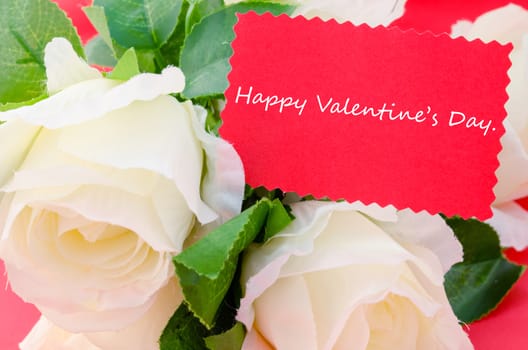Happy valentine's Day card with white rose on red background.