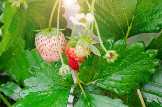 Fresh organic strawberries closeup shot