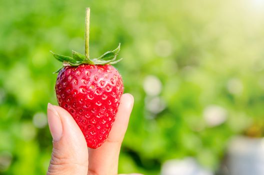 Strawberry berries fresh from the farm in the hands strawberry berries.