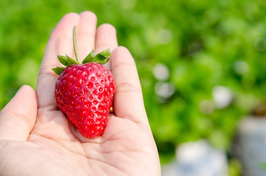 Fresh picked strawberries held over strawberry plants