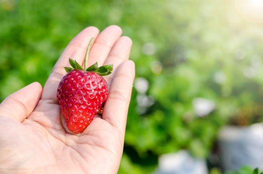 fresh strawberries in human hand with strawberries plant background.