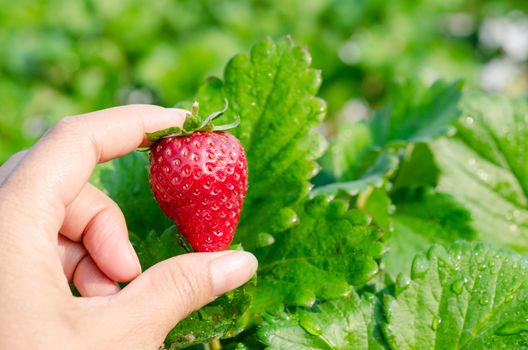Fresh picked strawberries held over strawberry plants
