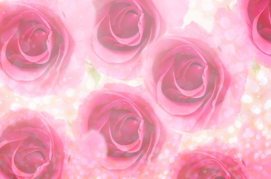 Pink rose with light bokeh as background.