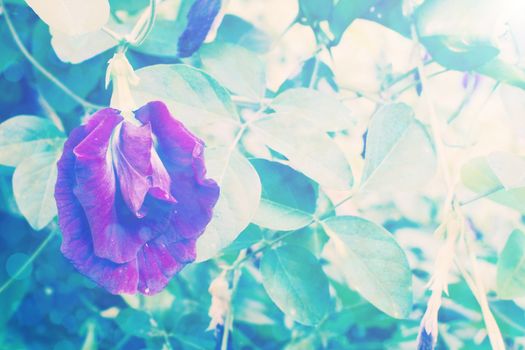 Butterfly pea  background