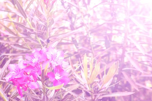 flower pink background