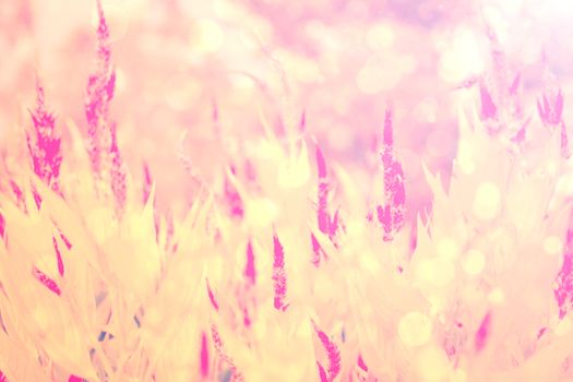 flower pink background