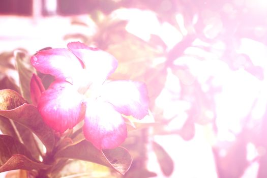 flower pink background
