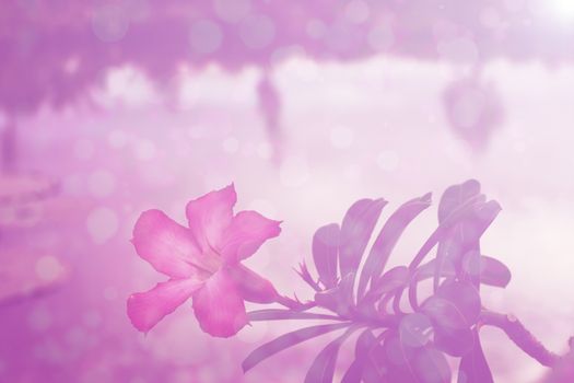 flower pink background