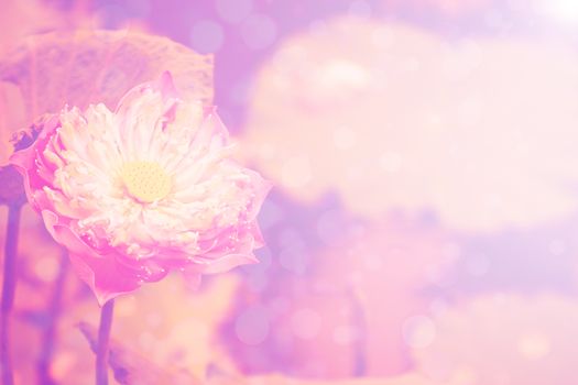 lotus pink background