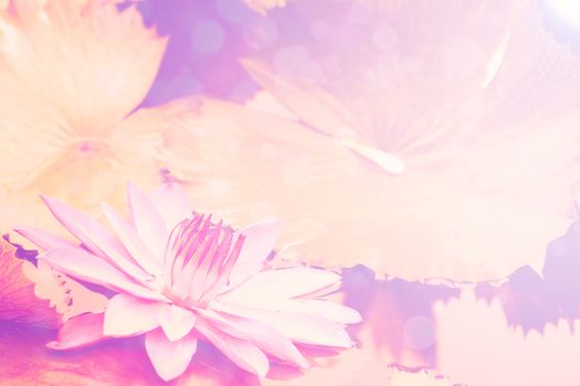 lotus pink background