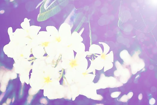flower white background
