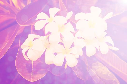 lotus pink background