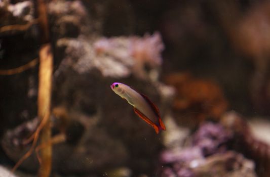 Purple cap firefish, Nemateleotris decora, darts through the saltwater on a tropical reef in the ocean. These colorful fish are purple and white with red.