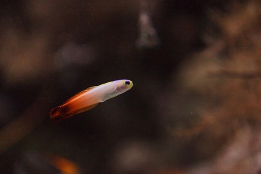 Purple firefish, Nemateleotris magnifica, swims quickly through the saltwater on a tropical reef in the ocean. These colorful fish are purple and white with red.