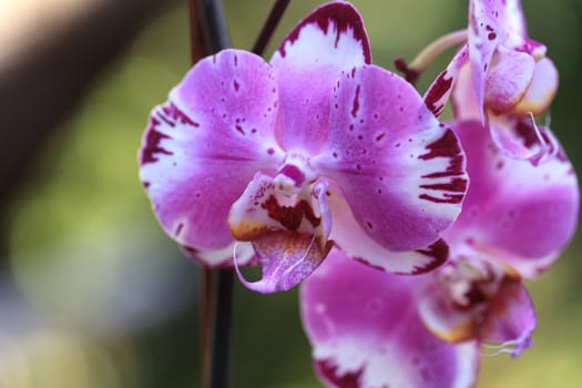 White and purple phalaenopsis orchid flower blooms in spring in a tropical botanical garden in Hawaii.