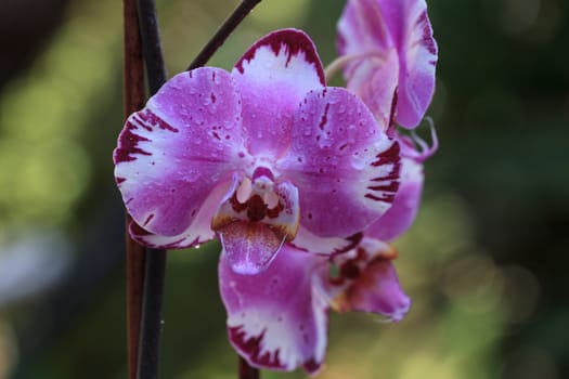 White and purple phalaenopsis orchid flower blooms in spring in a tropical botanical garden in Hawaii.