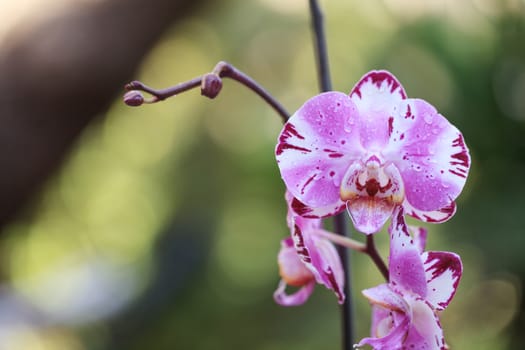 White and purple phalaenopsis orchid flower blooms in spring in a tropical botanical garden in Hawaii.