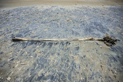 Driftwood in the sand at the beach at low tide