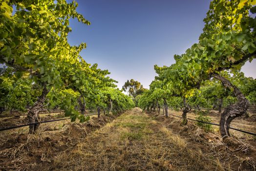 View between the grape vines as the sun rises