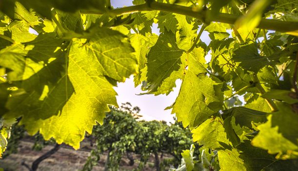 View between the grape vine leaves as the sun rises over the vineyard