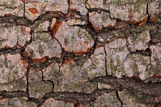 Tree bark, background or texture