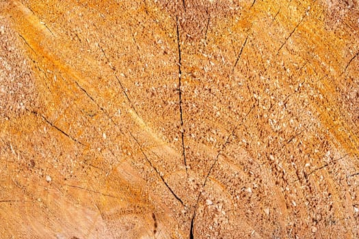 Trunk of the tree, background or texture