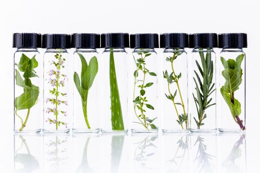 Bottle of essential oil with herb holy basil flowers, rosemary,oregano, aloe vera, sage,basil and mint on white background.
