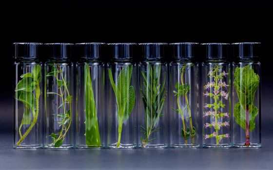 Bottle of essential oil with herb holy basil flowers, rosemary,oregano, aloe vera, sage,basil and mint on black background.