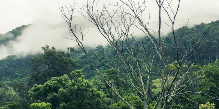 Trees and mountains near Springbrook in Queensland on a cloudy and rainy day.