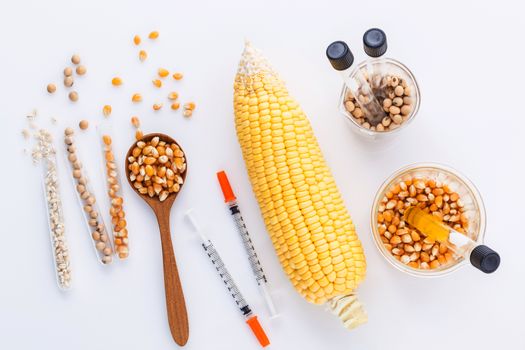 Dangerous food from  laboratory agricultural grains and corn with laboratory tools isolated on white background GMO food concept.