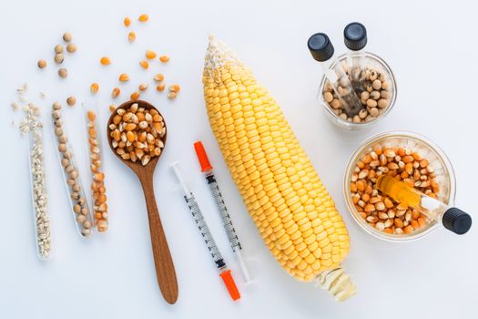 Dangerous food from  laboratory agricultural grains and corn with laboratory tools isolated on white background GMO food concept.