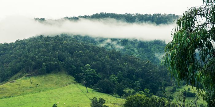 Trees and mountains near Springbrook in Queensland on a cloudy and rainy day.